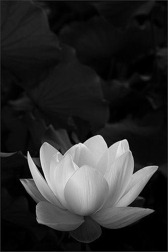 White Lotus Flower Logo - B&W | yoga inspiration | Pinterest | Flowers, Lotus and White lotus ...