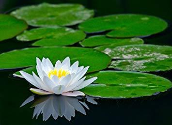 White Lotus Flower Logo - Creative Farmer White Lotus Flower Seeds - Kamal Flower Seeds -15 ...