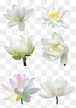 White Lotus Flower Logo - White Lotus Png, Vectors, PSD, and Clipart for Free Download | Pngtree