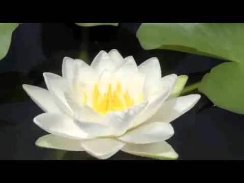 White Lotus Flower Logo - White Lotus Blooming - YouTube