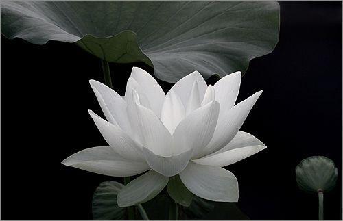 White Lotus Flower Logo - Black and White and no red | Floral - Lotus | White lotus, White ...