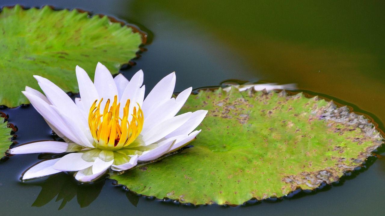 White Lotus Flower Logo - White Lotus Flower - White Lotus Flower Meaning