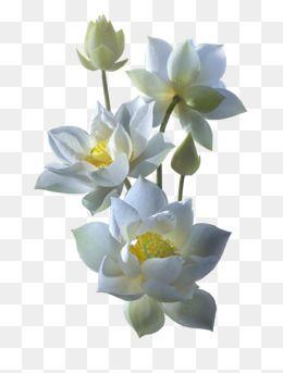 White Lotus Flower Logo - White Lotus PNG Images | Vectors and PSD Files | Free Download on ...