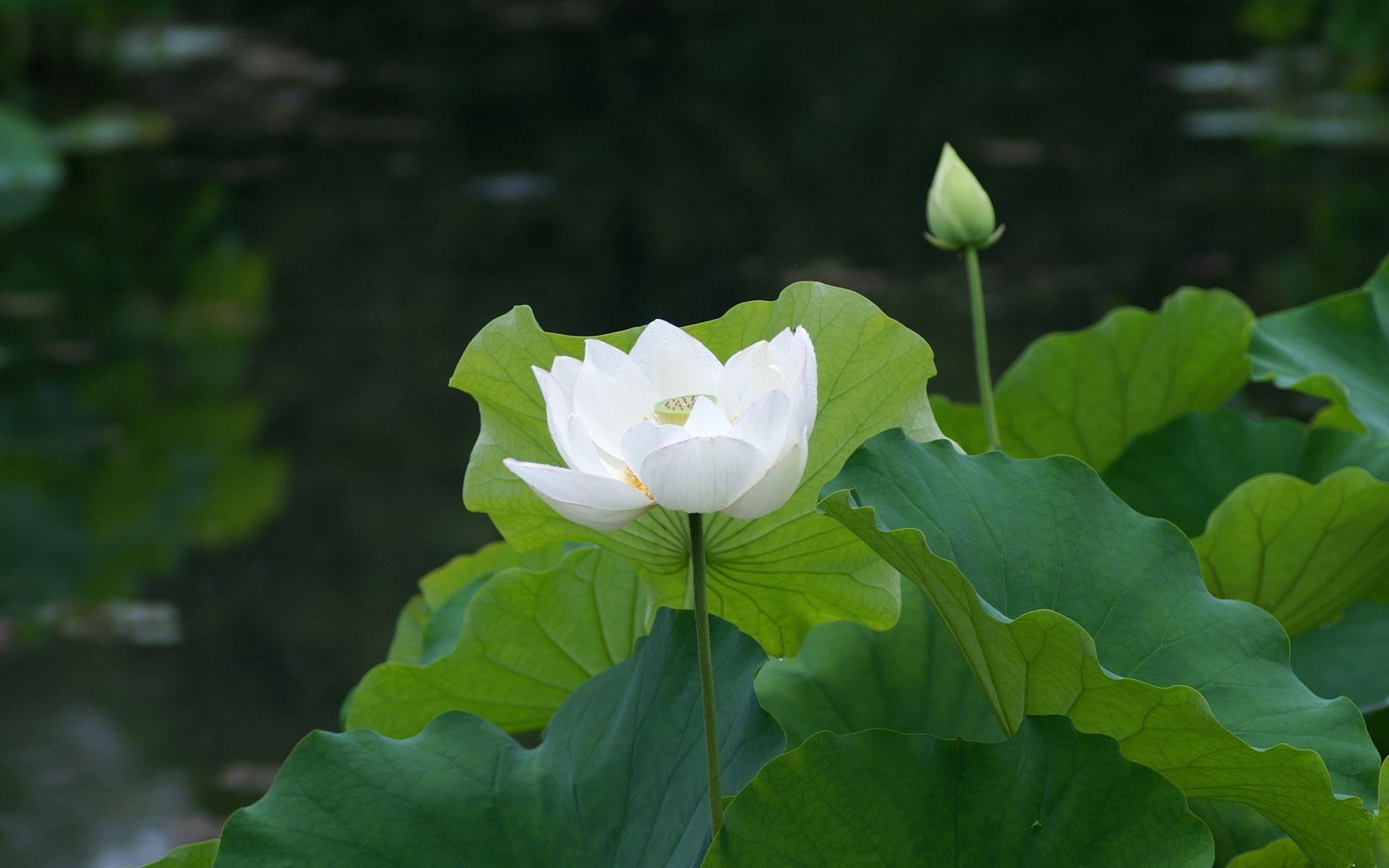 White Lotus Flower Logo - White Lotus Flower: Meaning and Symbolism - Mythologian.Net