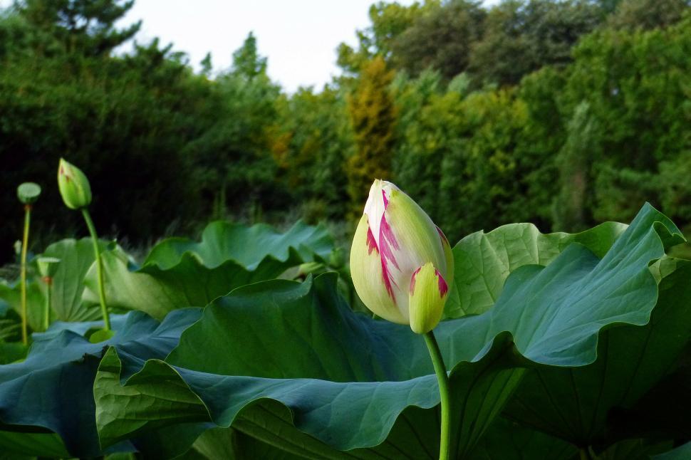 White Lotus Flower Logo - Get Free Stock Photos of Lotus Flower Bed Online | Download Latest ...