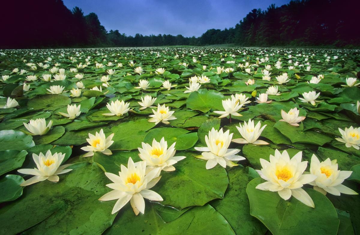 White Lotus Flower Logo - Lotus Flower Meaning and Significance All Over the World