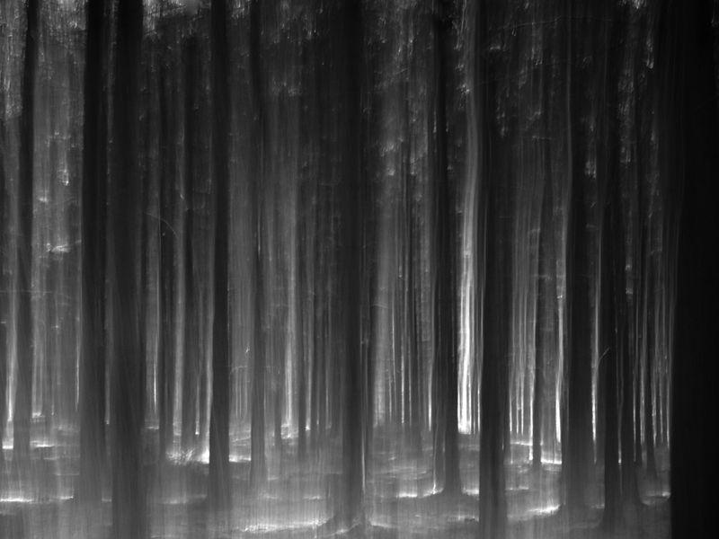 Into the Woods Black and White Logo - On White: Woods; night by Dirk Delbaere [Large]