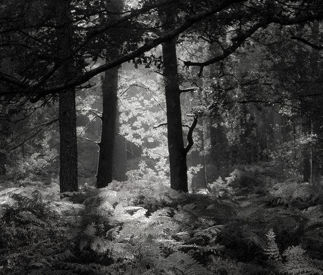 Into the Woods Black and White Logo - Into the woods B&W Sharing!. Black & White