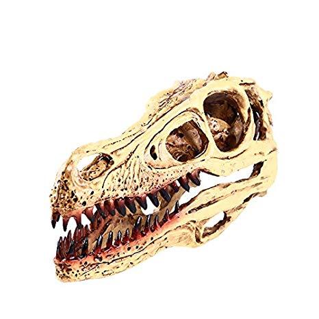 Red Dinosaur Head Logo - Amazon.com: Resin Replica Raptor Dinosaur Head Skull Model Medical ...