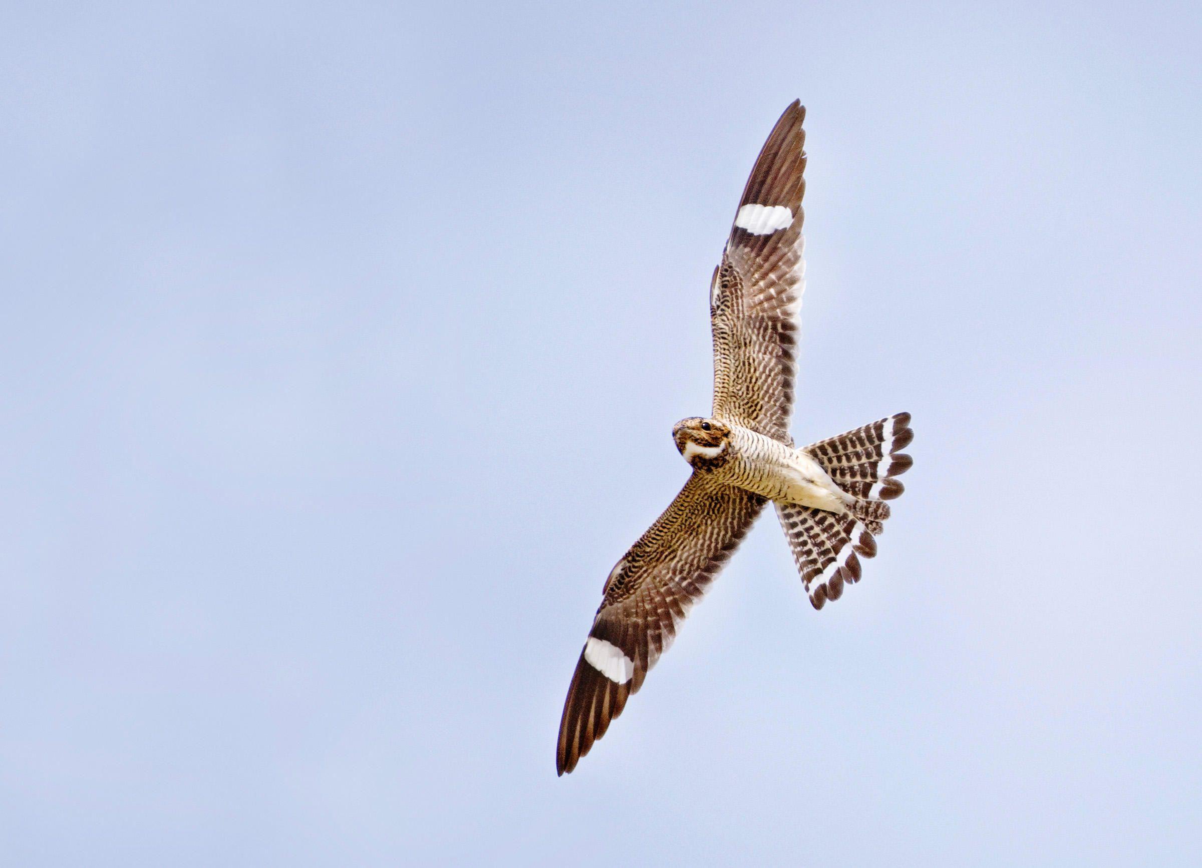 Nighthawk Bird Logo - Common Nighthawk | Audubon Field Guide