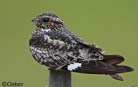 Nighthawk Bird Logo - Common Nighthawk - Appearance | Birds of North America Online