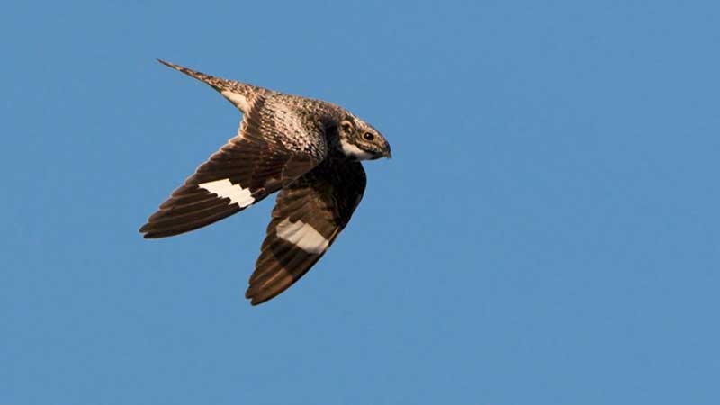 Nighthawk Bird Logo - Zoom!: The Aerial Display of the Common Nighthawk | Bird Academy ...