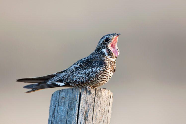 Nighthawk Bird Logo - Picturing Birds at Risk • The National Wildlife Federation Blog ...