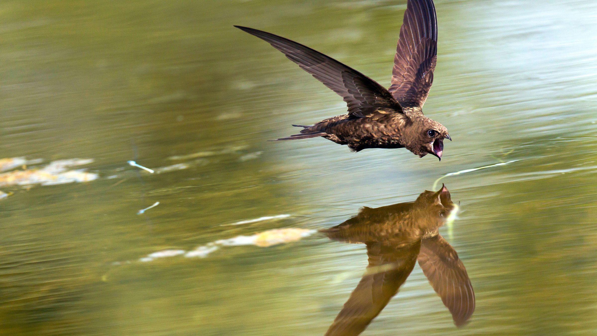 Nighthawk Bird Logo - How Do Birds Drink on the Fly? | Audubon