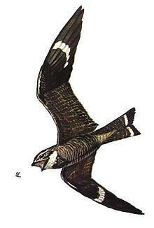 Nighthawk Bird Logo - Nighthawk