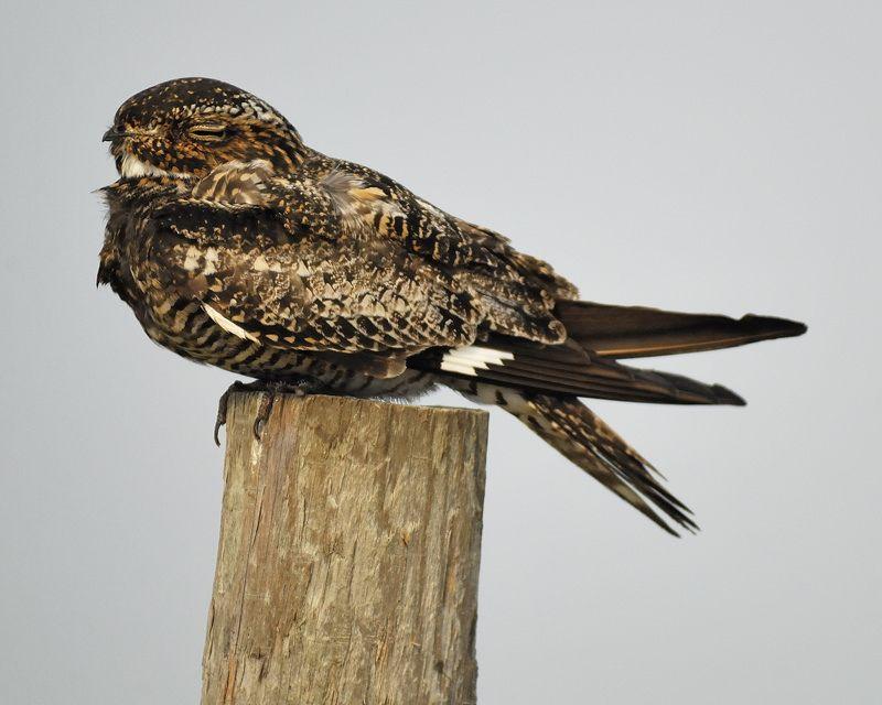 Nighthawk Bird Logo - Mystery bird: common nighthawk, Chordeiles minor | Science ...