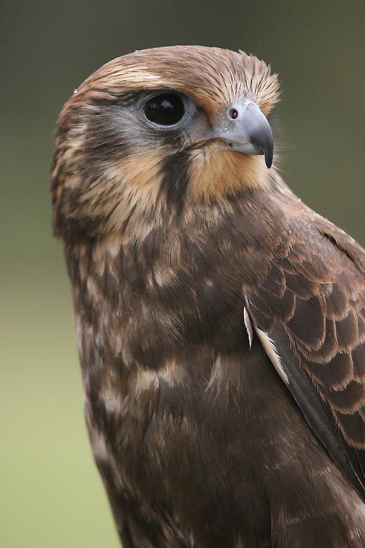 Brown Falcon Logo - GT Falcon, Falco berigora Birds of Prey Centre