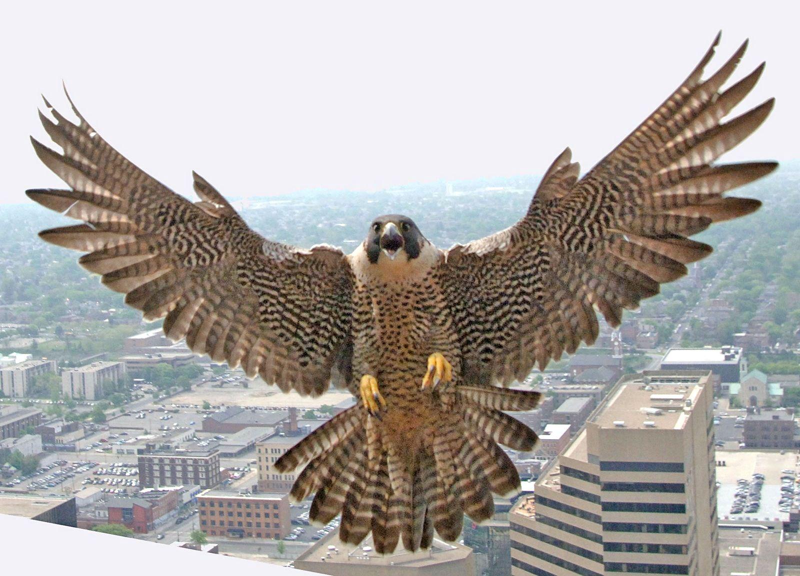 Brown Falcon Logo - Different Types of Falcons. image I like. Peregrine falcon