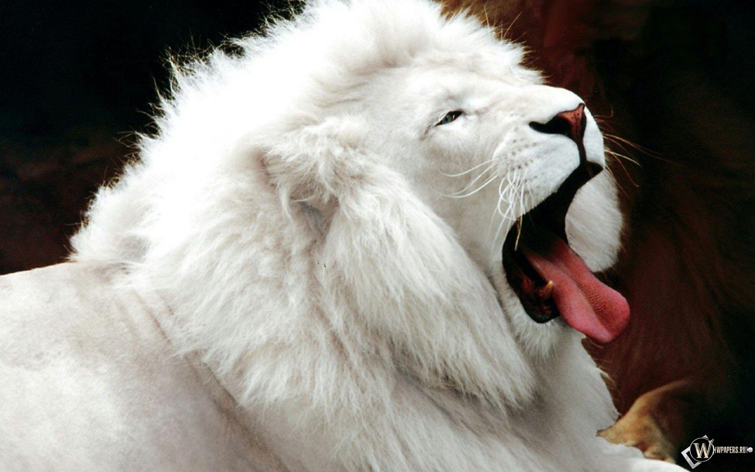 Red and White Lion Logo - White Lion Wallpaper 6 X 1600