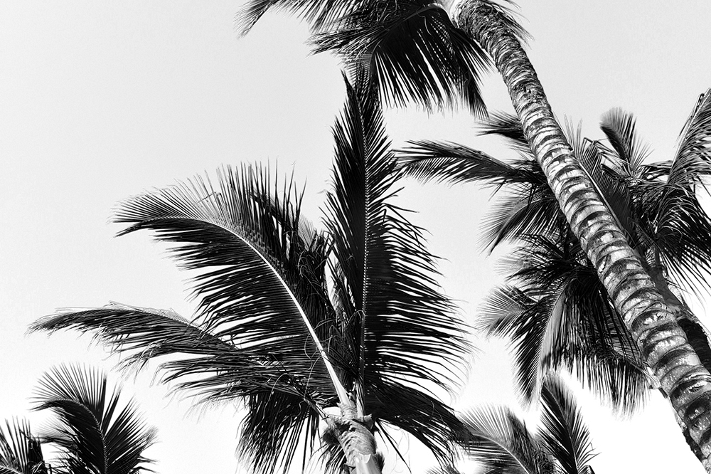 Black and White Palm Tree Logo - Palm trees in black and white