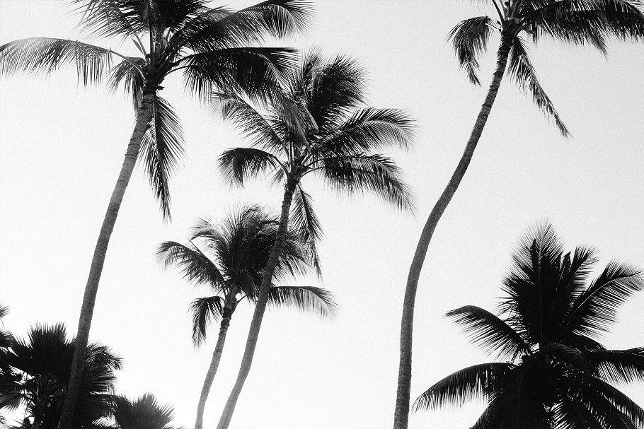 Black and White Palm Tree Logo - black and white palm trees ~ Nature Photos ~ Creative Market