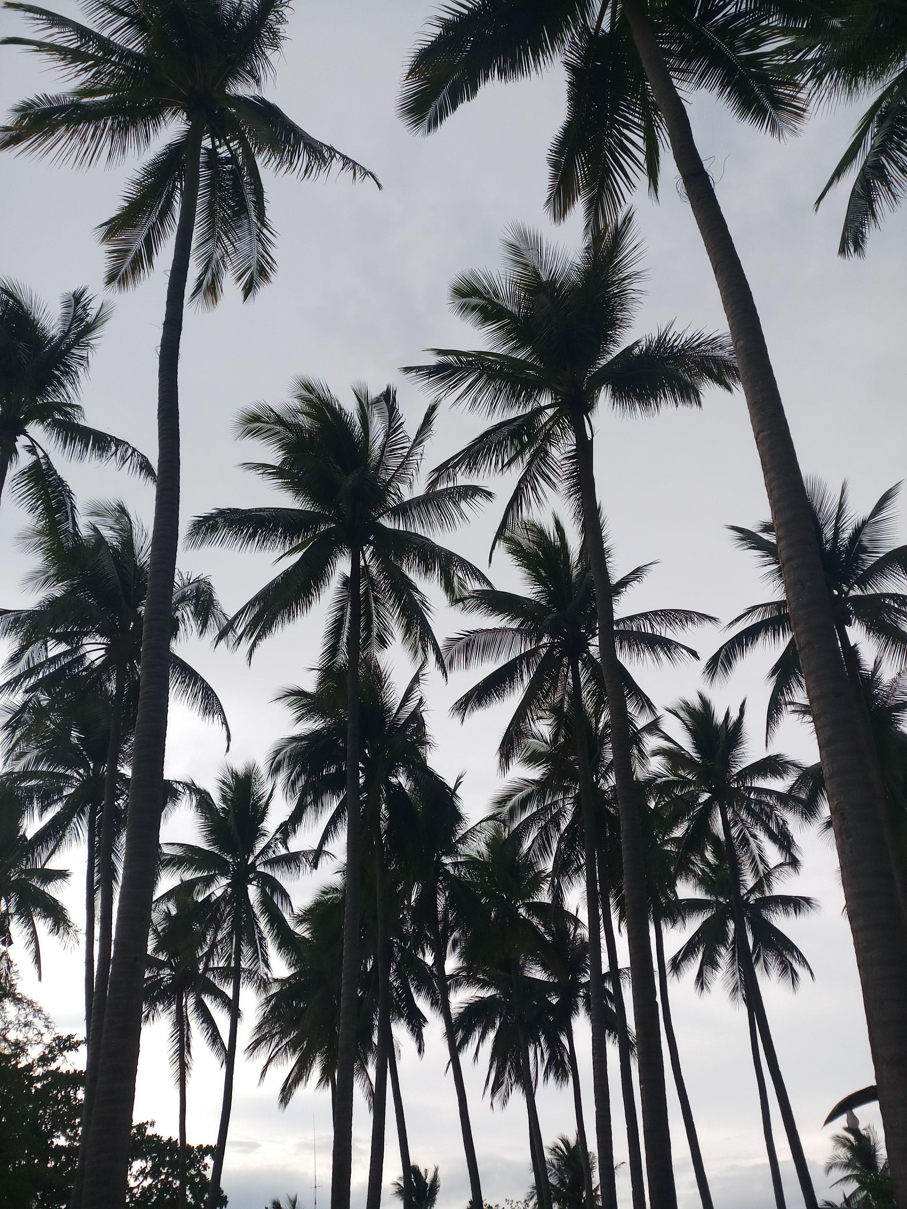 Black and White Palm Tree Logo - 1000+ Amazing Palm Tree Photos · Pexels · Free Stock Photos