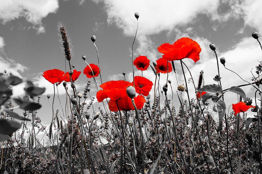 Black and White On Red Background Logo - Red Poppies On Black And White Background Photograph by Dany ...