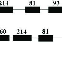 3 Black Blocks Logo - Gene Structure Of BrMAM 3 In Accessions L143 And Z16. Exons Are