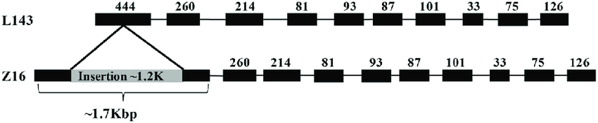 3 Black Blocks Logo - Gene structure of BrMAM-3 in accessions L143 and Z16. Exons are ...