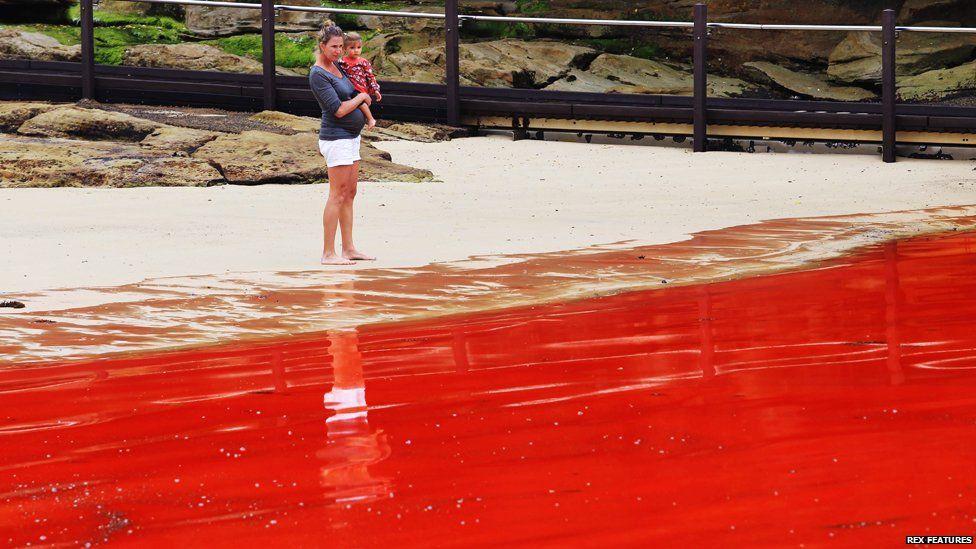 Australian Red Wave Logo - BBC News - In pictures: Sea turns red in Australia