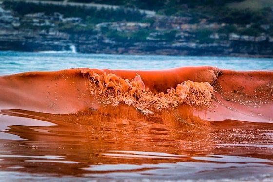 Australian Red Wave Logo - Red tide invades the waves of Bondi Beach