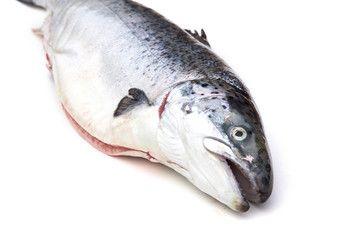 Saumon Pink Supreme Box Logo - Search photos saumon