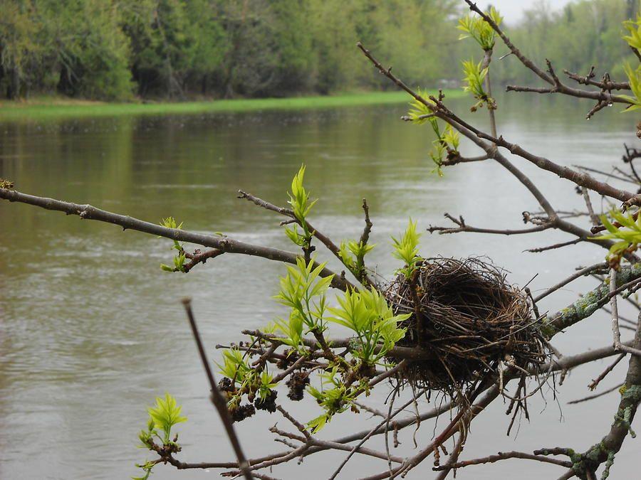 Birds On Branch and Nest Logo - Bird Nest In Ash Tree Branches Photograph by Kent Lorentzen