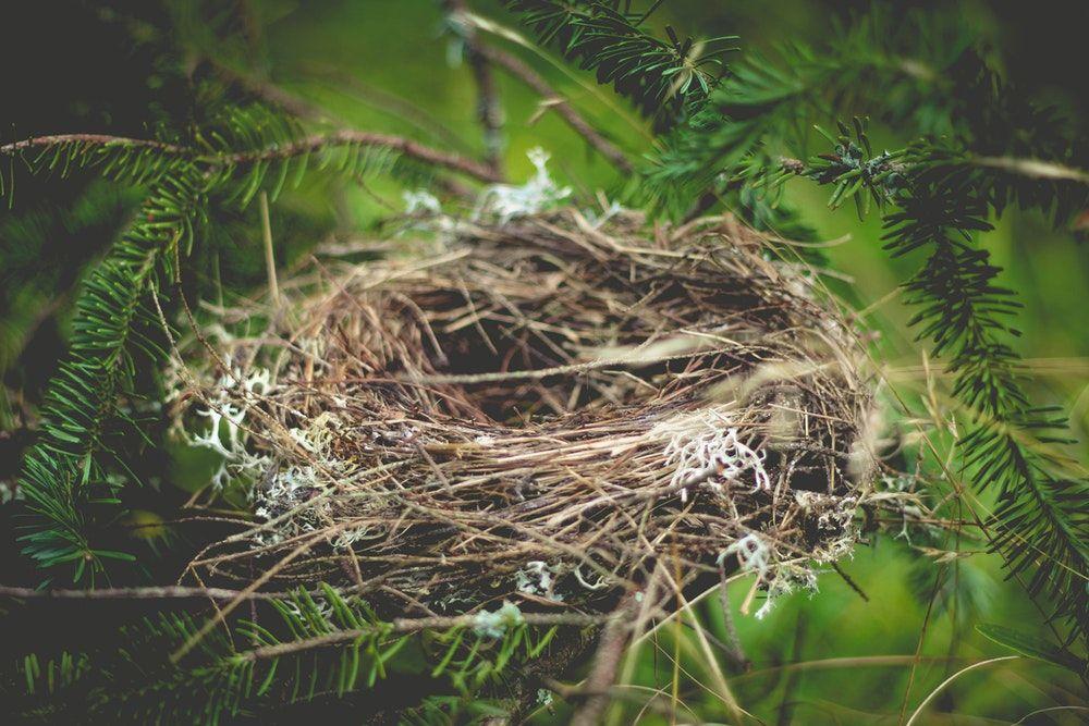 Birds On Branch and Nest Logo - Empty Nesting photo by Luke Brugger (@lukebrugger) on Unsplash