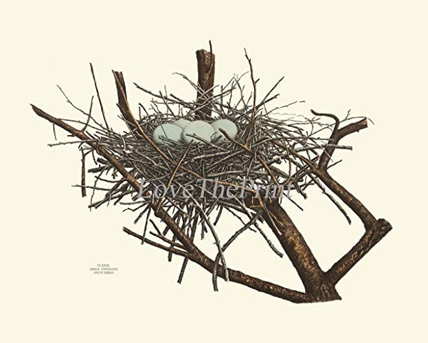 Birds On Branch and Nest Logo - Amazon.com: Bird Nest Print Green Heron Antique Art Beautiful White ...