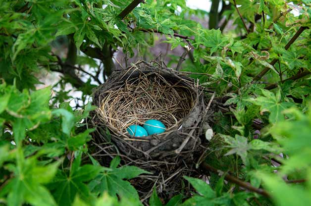 Birds On Branch and Nest Logo - What You Should Do If You Find a Bird Nest and Blooms