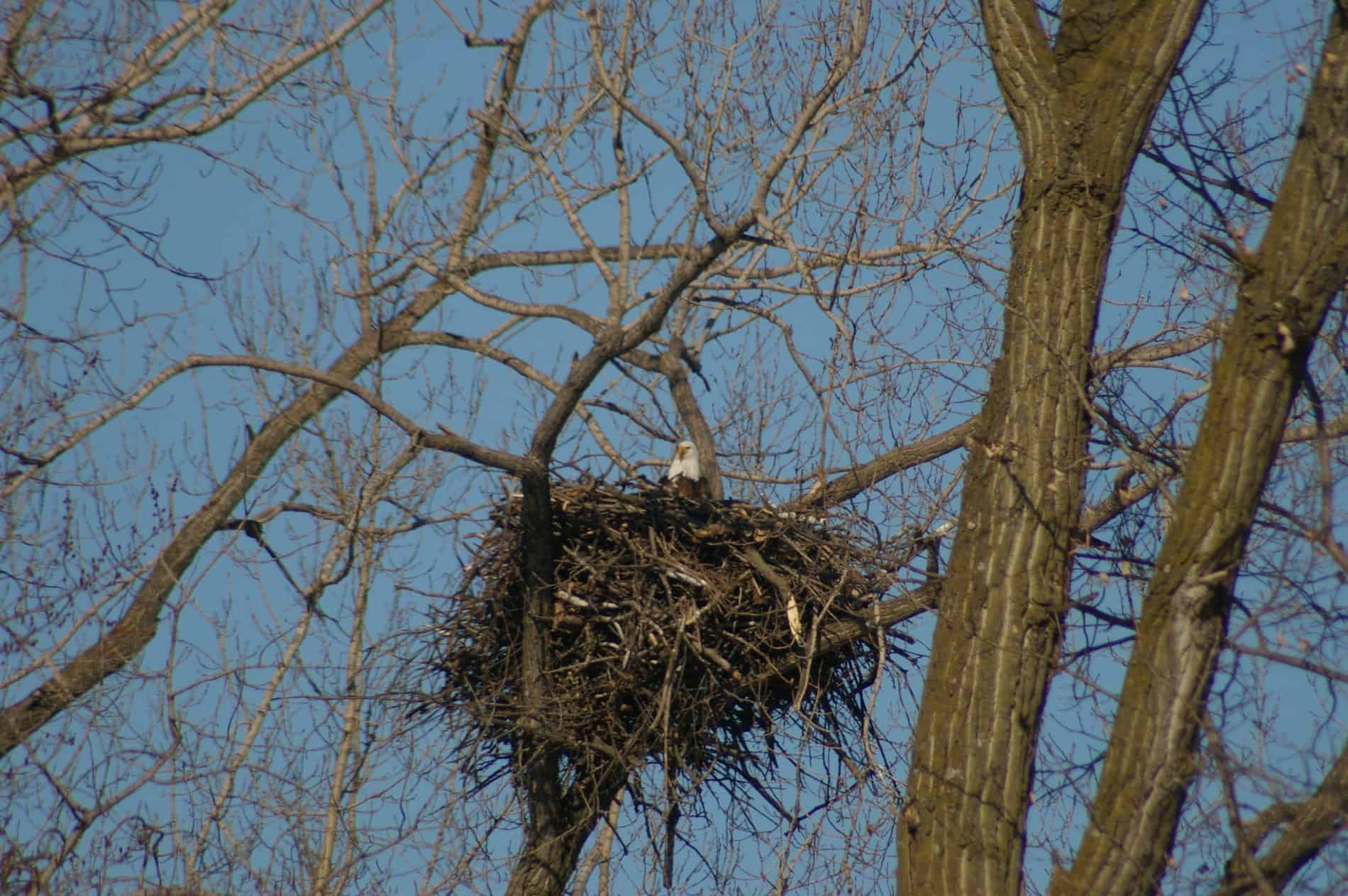 Birds On Branch and Nest Logo - Eagle Nesting & Young