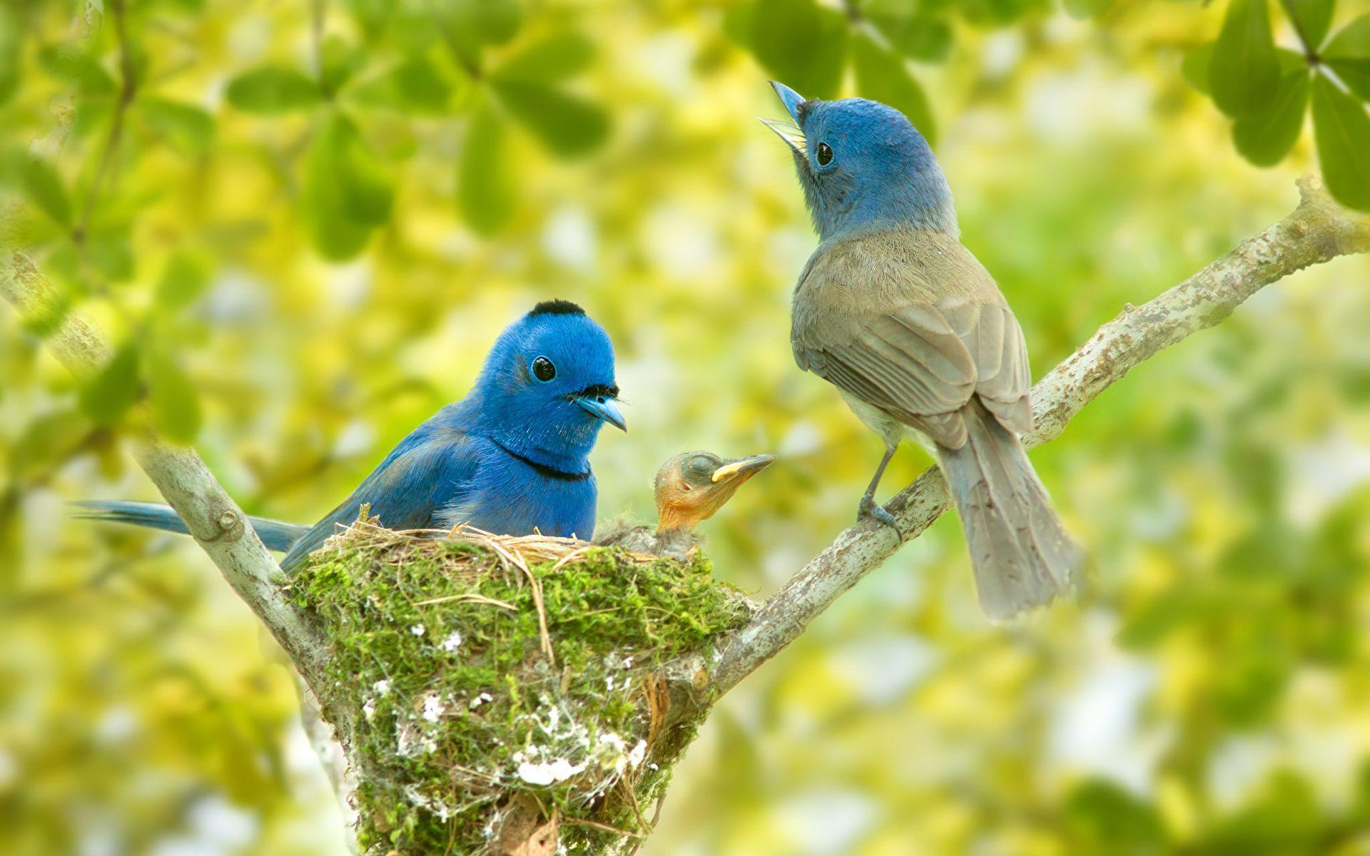 Birds On Branch and Nest Logo - Pictures Birds Black-naped monarch Two Nest Branches 1920x1200