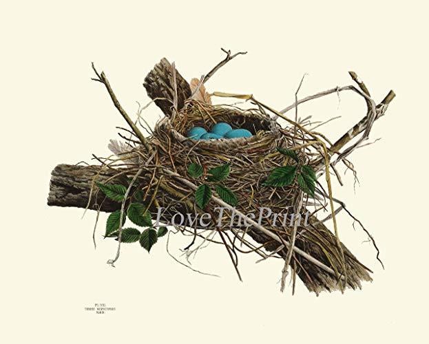 Birds On Branch and Nest Logo - Bird Nest Print Robin Antique Art Beautiful Blue Eggs