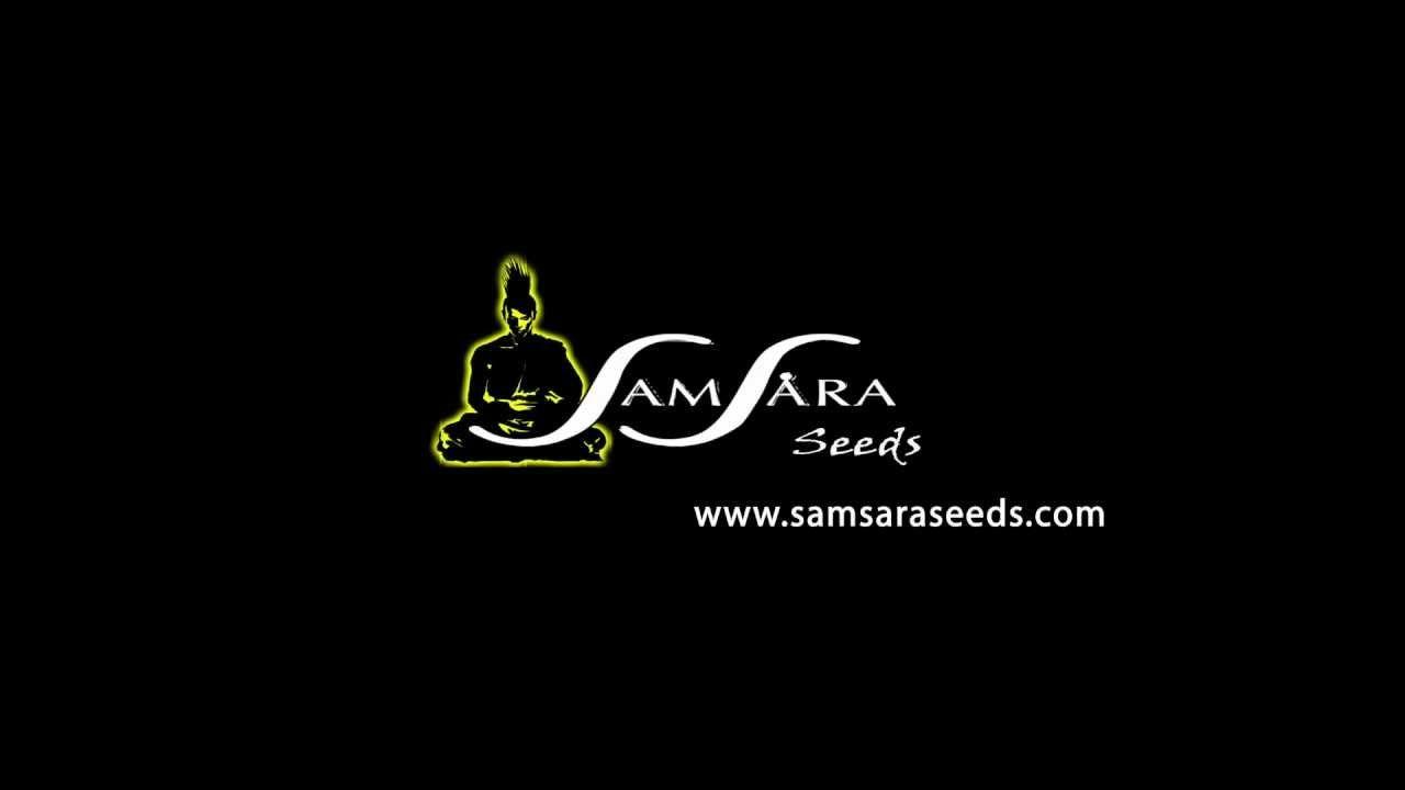 YouTube Dubstep Logo - Samsara Seeds