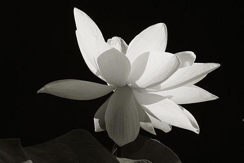 Black and White Lotus Logo - white Lotus flower on black | white Lotus flower in Black-an… | Flickr