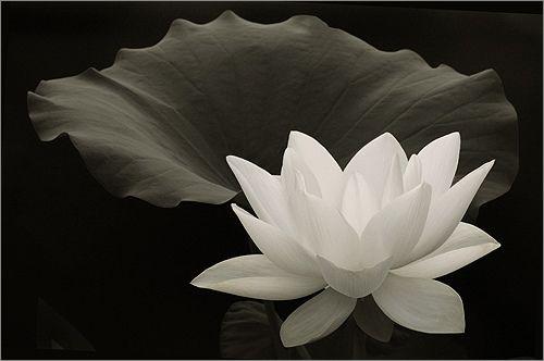 Black and White Lotus Logo - White Lotus Flower in Black & White - IMG_5241-1-500 | Flickr