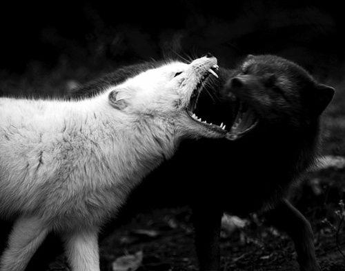 Black and White Wolves Logo - The black wolf and the white wolf