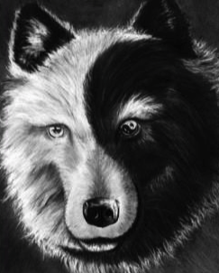 Black and White Wolves Logo - Time to feed the “White Wolf” – Bruce Zimmerman . . .