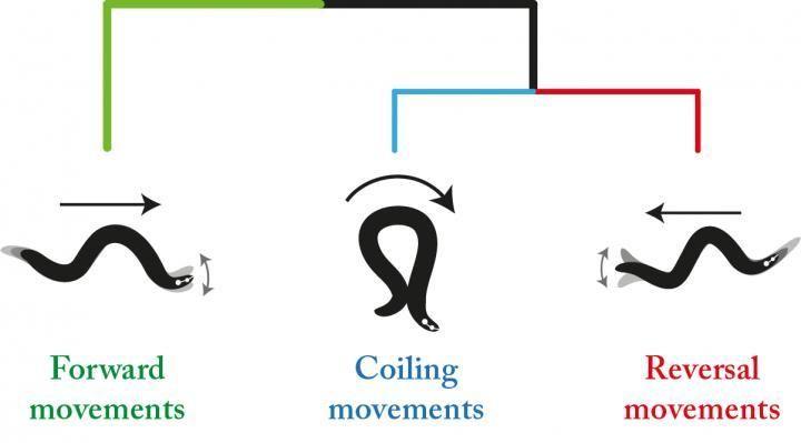 Forward and Backward C Logo - Adaptive Models Capture Complexity of the Brain and Behavior