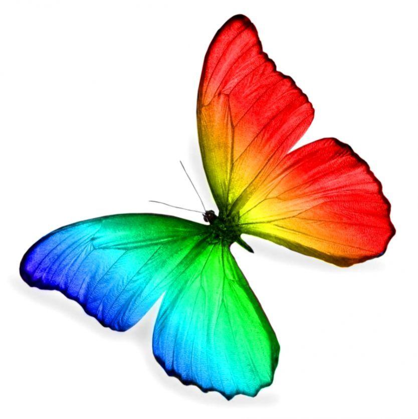 Rainbow Butterfly Logo - Rainbow Butterfly