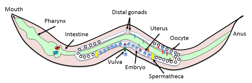 Squiggly Red C Logo - Illustration of key features of an adult C. elegans hermaphrodite