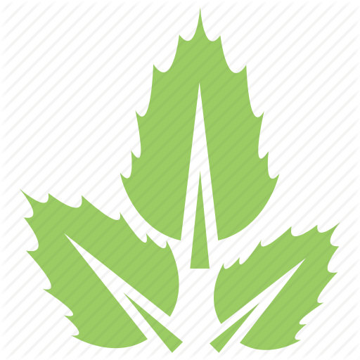 Leaf Transparent Logo - Green leaves, leaf design, leaf logo, leaf shape, three leaves icon