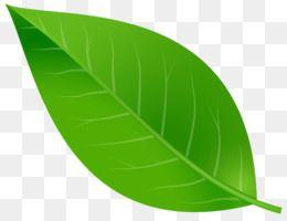 Leaf Transparent Logo - Leaf PNG & Leaf Transparent Clipart Free Download - Leaf.