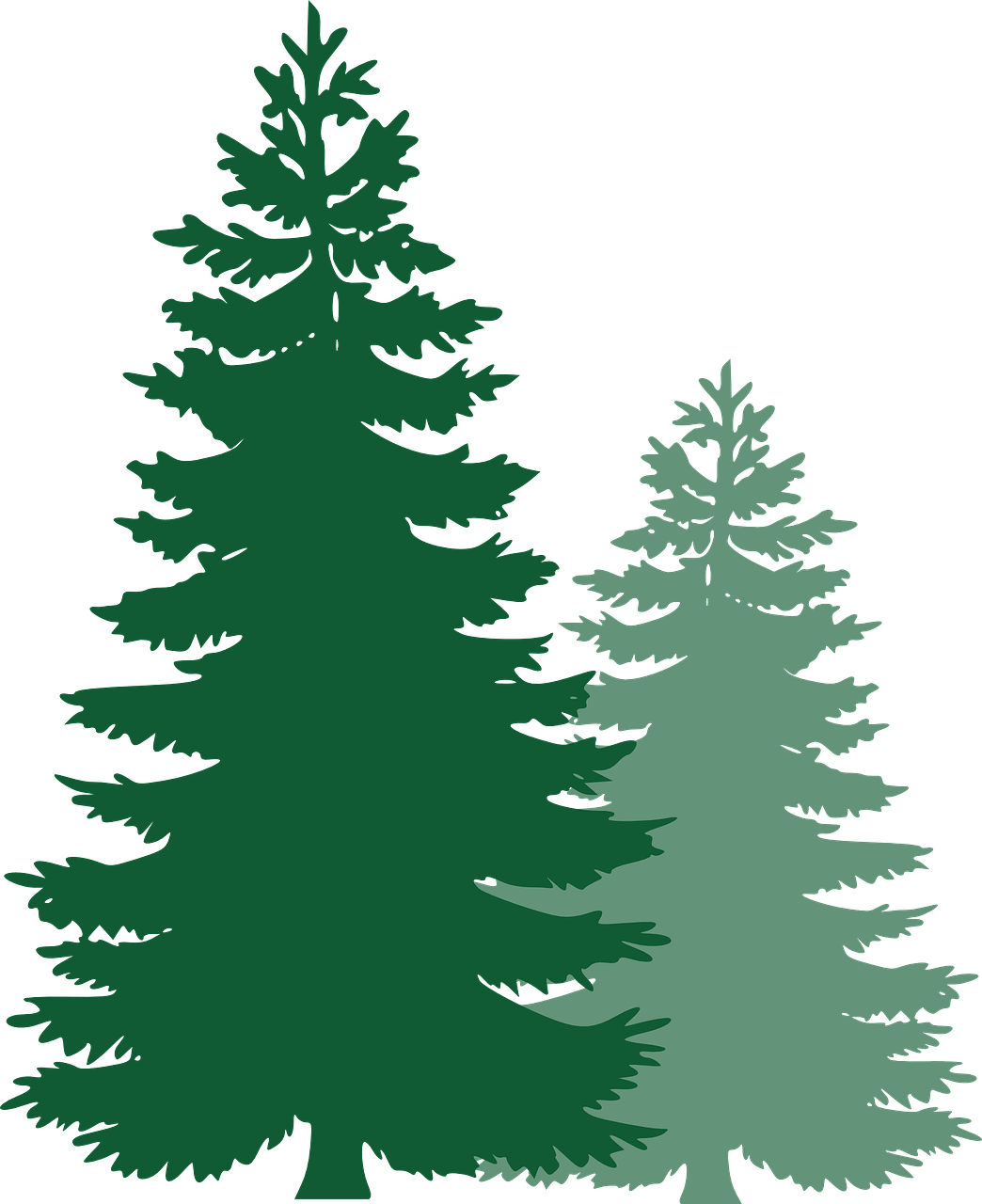Christmas Pine Tree Logo - Forest, Pine Trees Spruce Trees Evergreen Trees Tr #forest, #pine ...